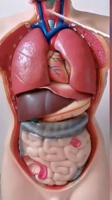 带你认识一下人体器官