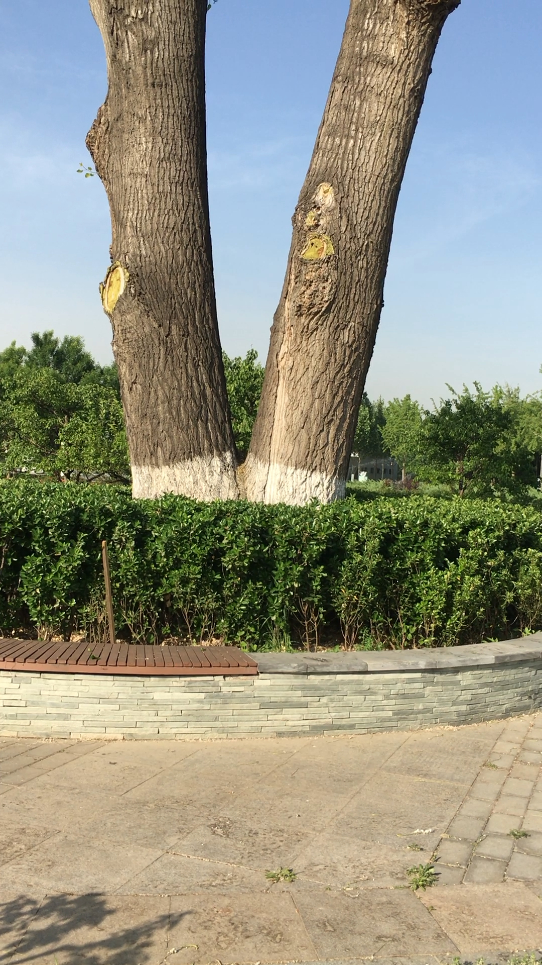 双胞胎姐妹树,亭亭玉立.