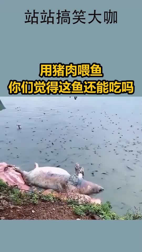 用猪肉喂鱼,你们觉得这鱼还能吃吗