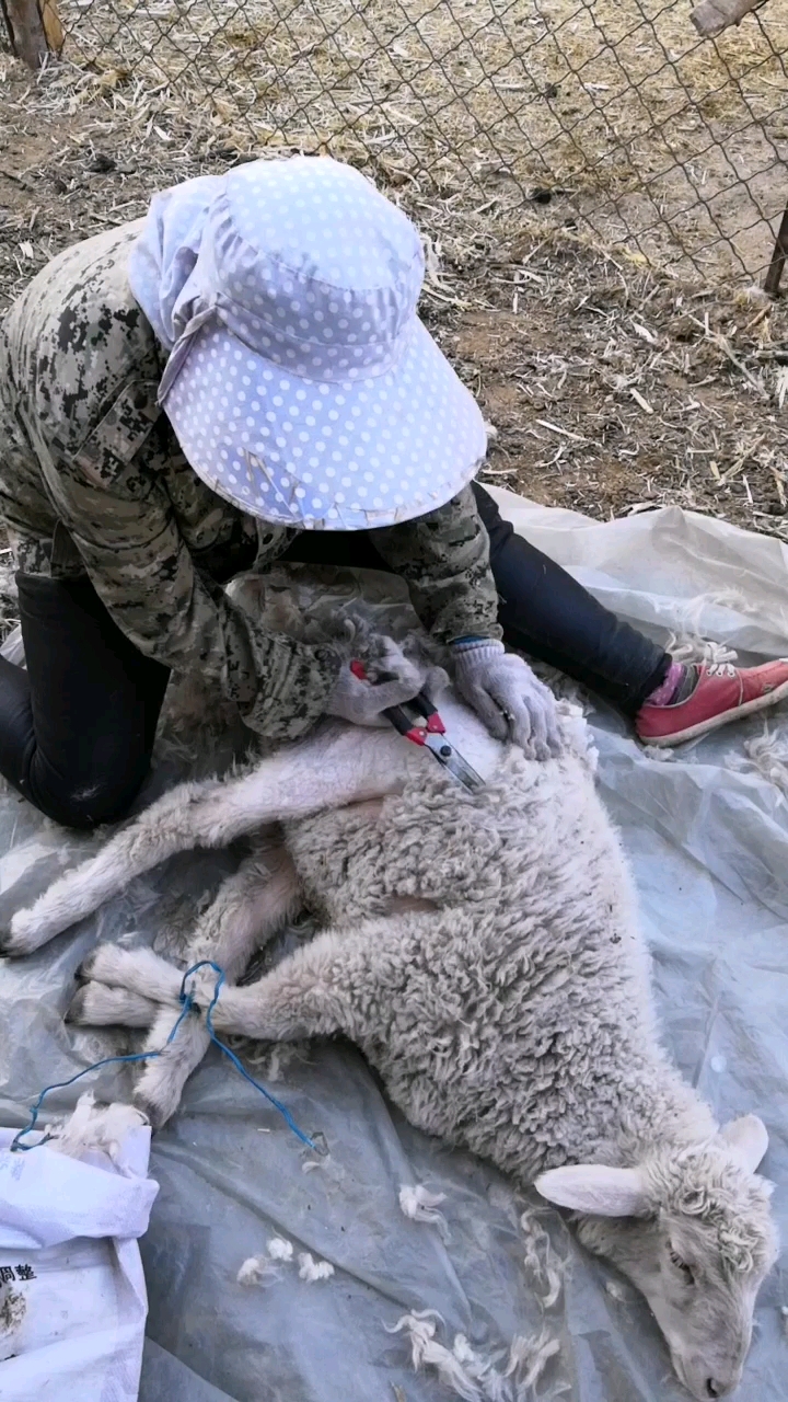 育肥羊打毛了,看看这手艺如何?