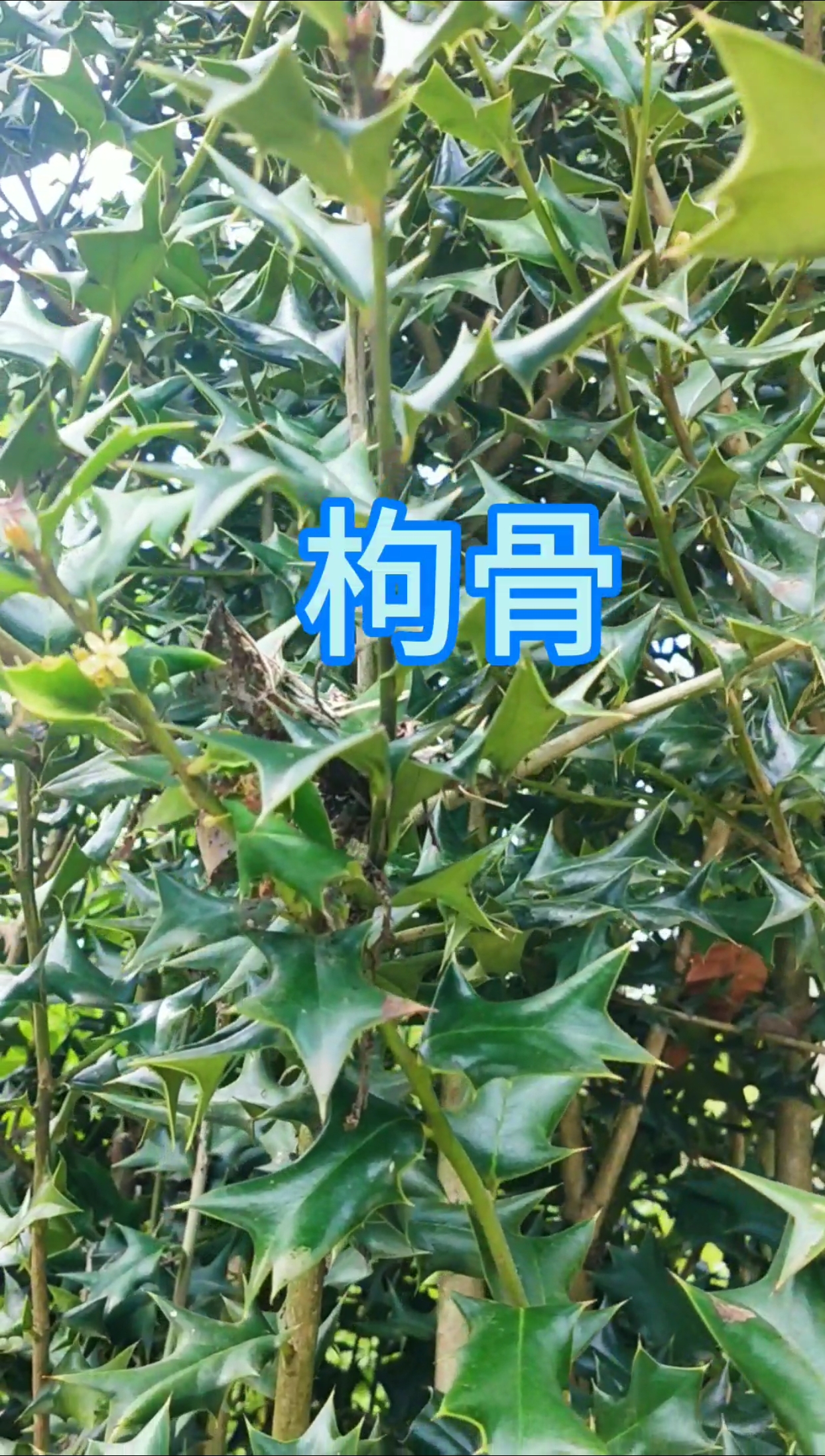 枸杞树有刺吗图片