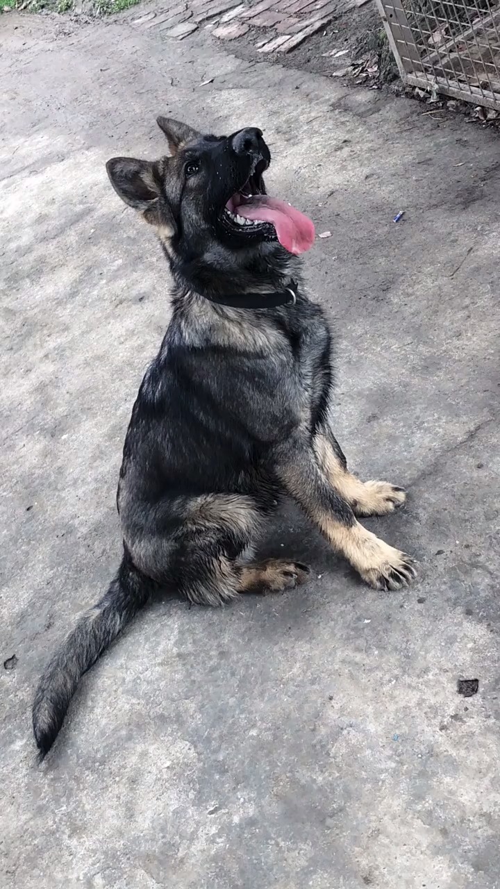 东德牧羊犬#东德牧羊犬