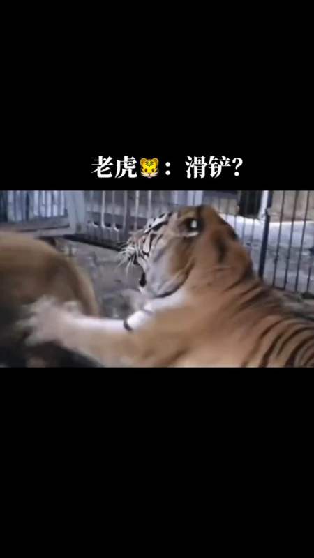 动物世界#老虎:听说有人要滑铲-度小视