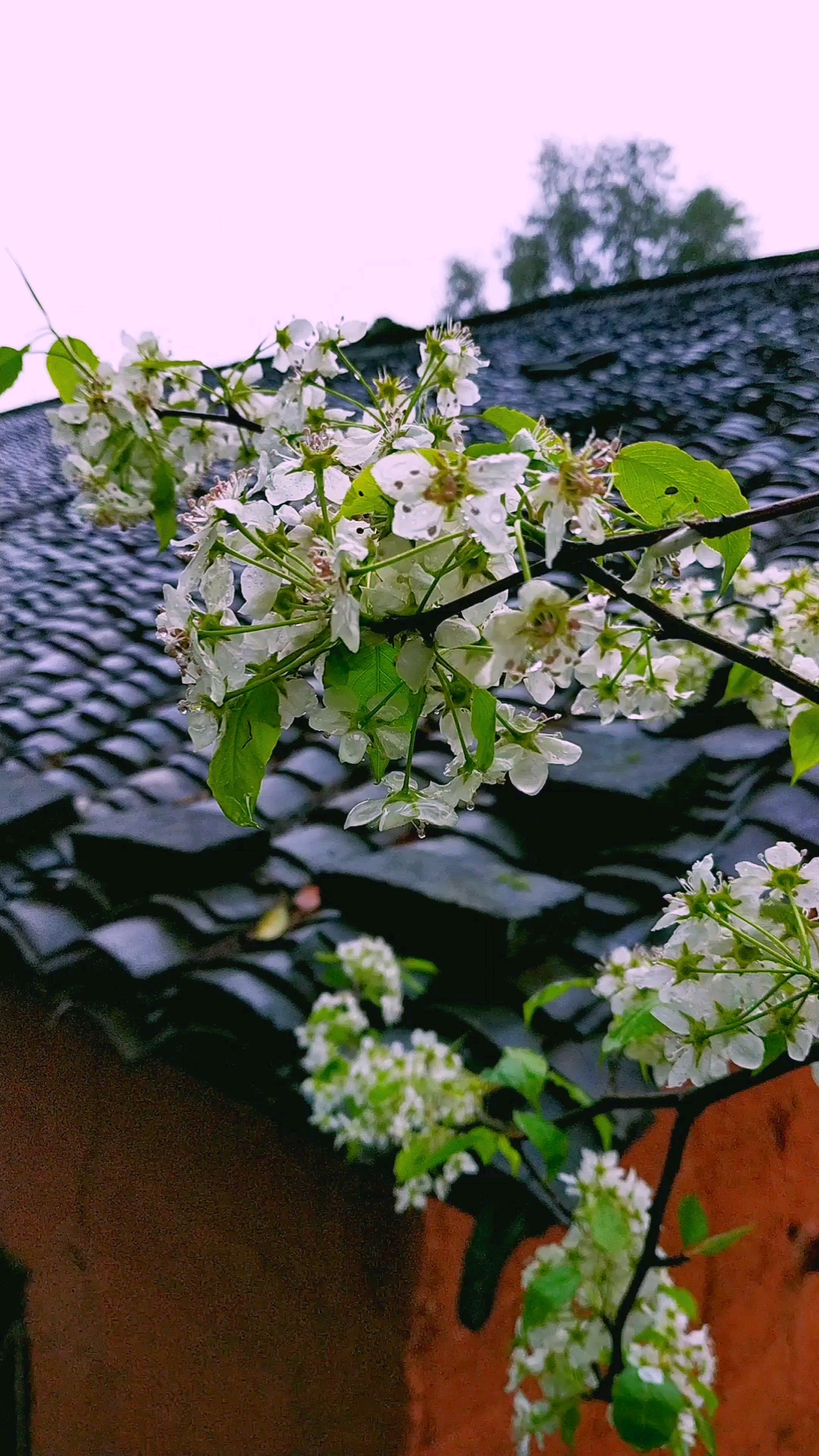 雨中的豆梨花,美丽又清新