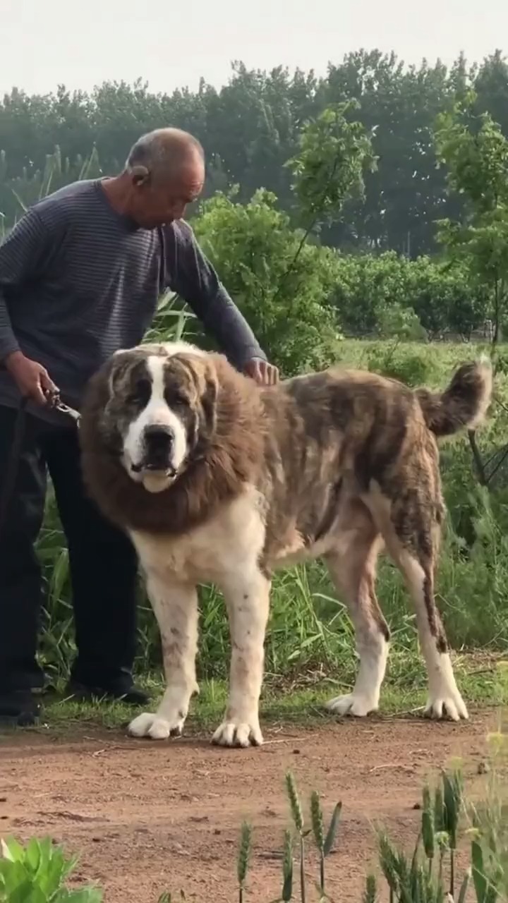 中亚牧羊犬#唯一对你不离不弃的犬.