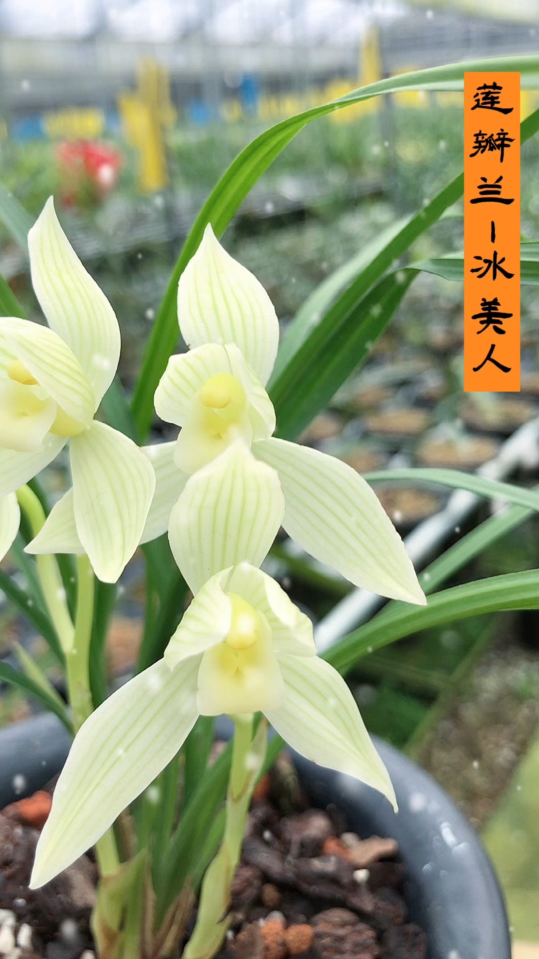 兰花#莲瓣兰冰美人,花朵会比白雪公主的花朵略大一些,中小株型.