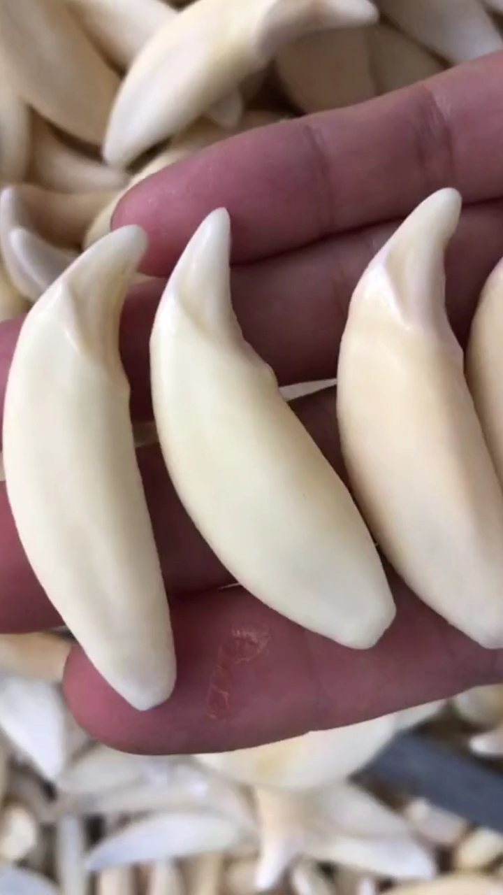 不是狠心拔牙 而是头牙会影响二次成长 招财辟邪保