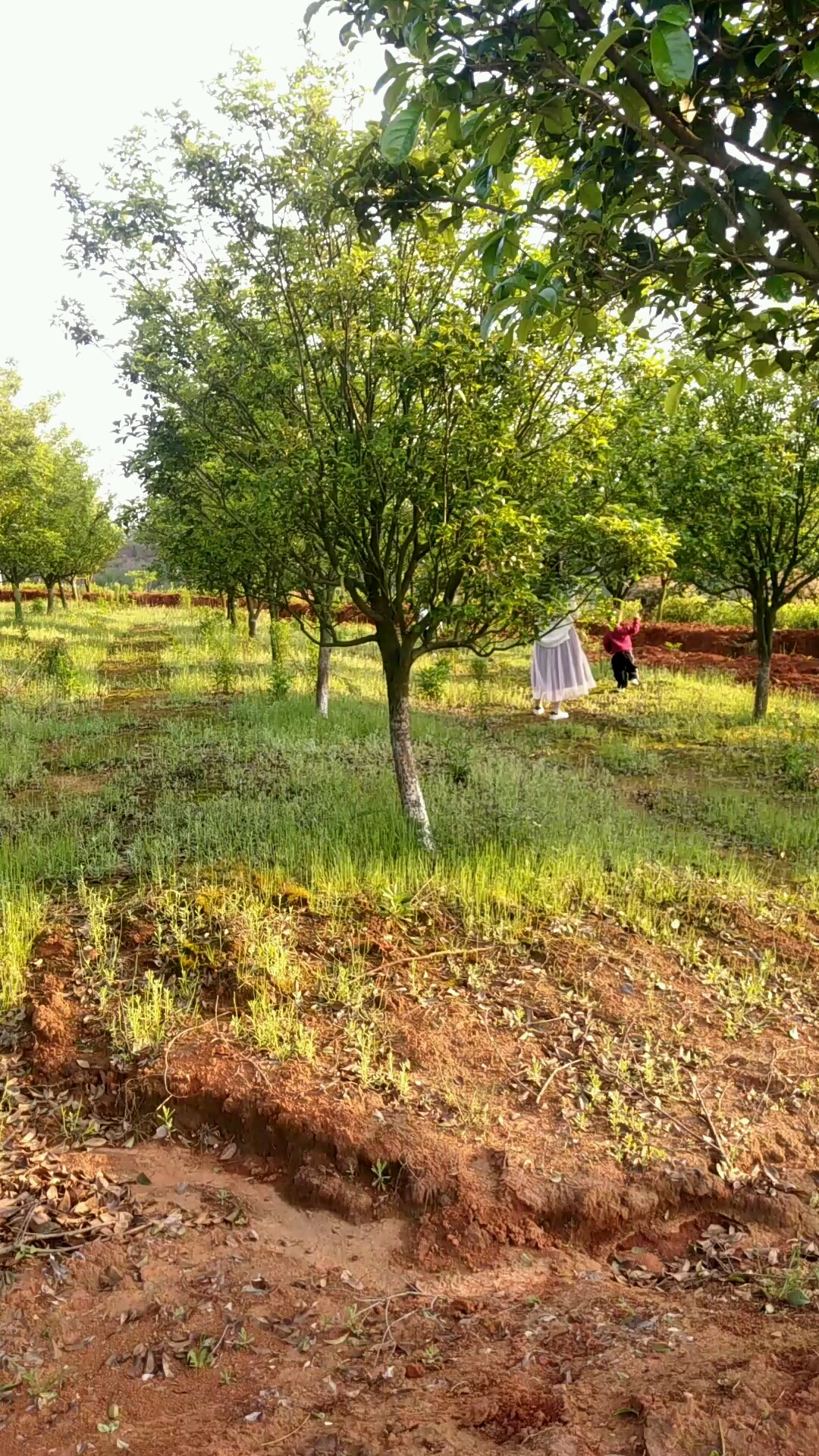 野外踏青,空气不错