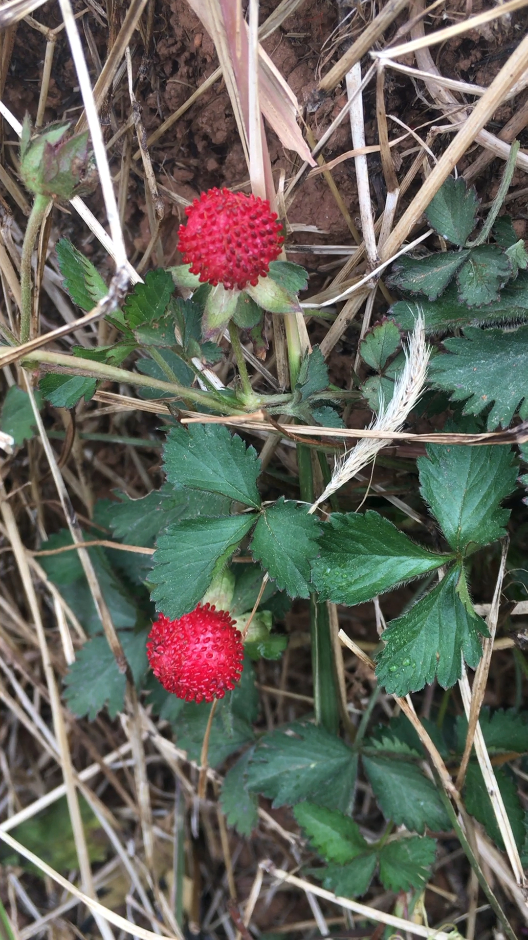 100元一斤的小野果有吃过的吗