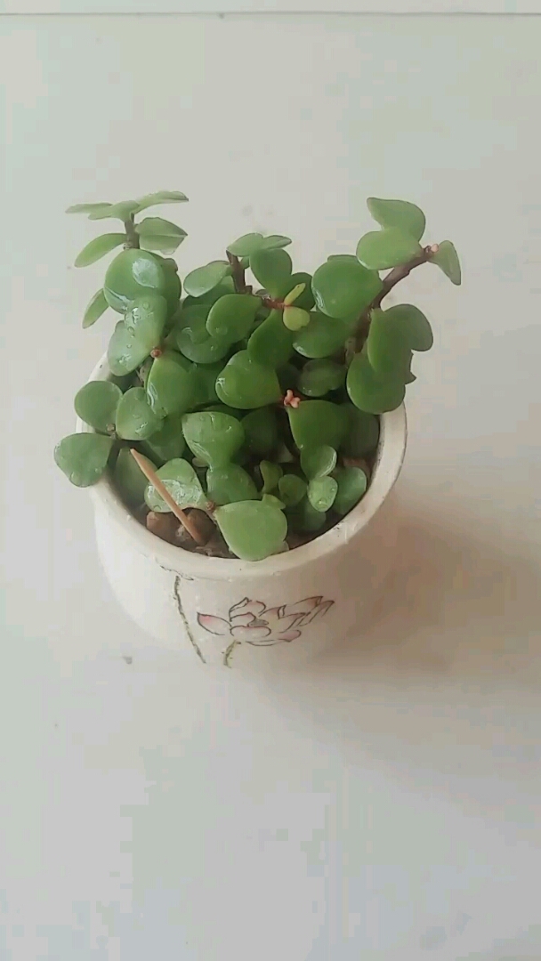 扦插的金玉叶,没生根呢?