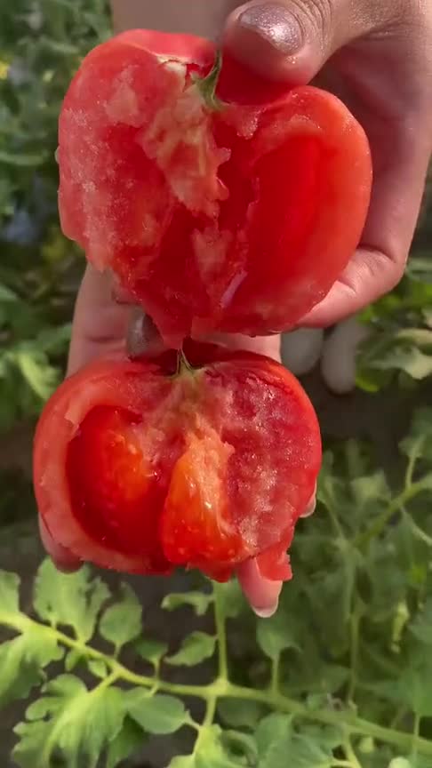 老式沙瓤西红柿,小时候的味道,现在基本买不到了!