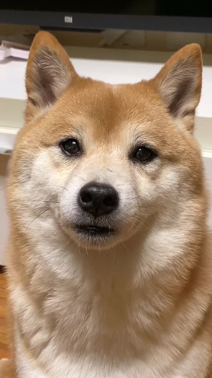 一听到支付宝到账的信息,狗子就露出了猥琐的笑脸!