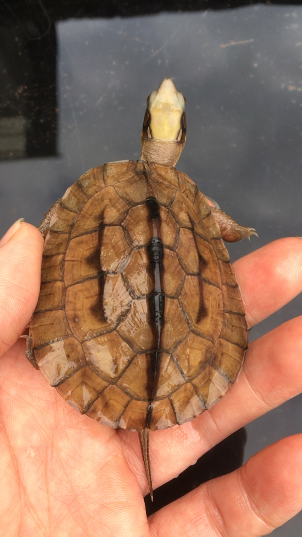 金钱龟海南西线大黄头,40克,头黄颈黄红肉,观赏收藏首选