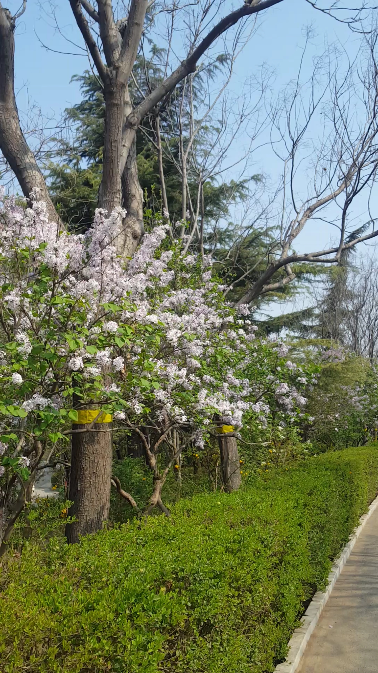 晒晒我家的春天#花树,美景