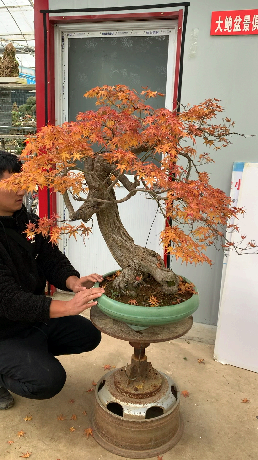 进口枫树 矮霸老桩 百年老桩