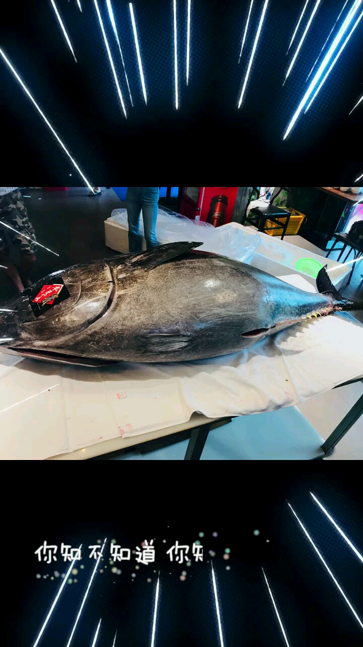 迟来的爱大西洋大型蓝鳍金枪鱼500斤级别定于5月25号星期一继续倚天