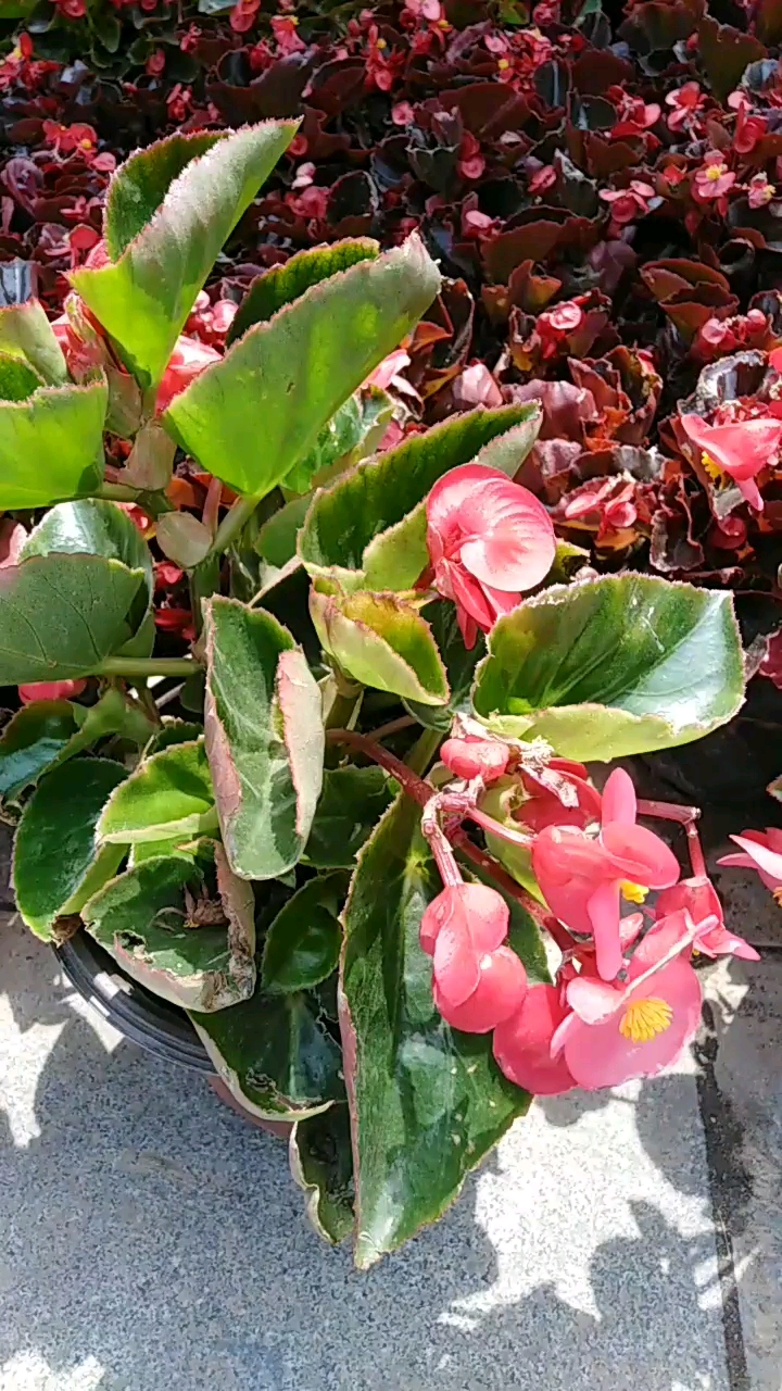 路边捡的一盆花,漂亮吧!