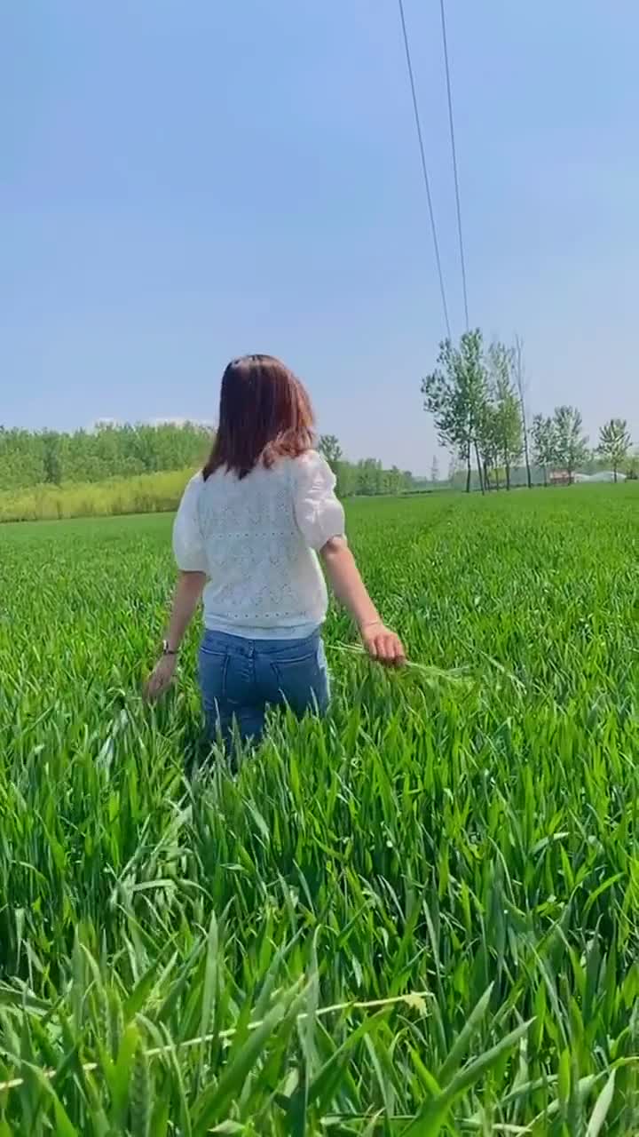 这是绿色的麦浪,你喜欢吗