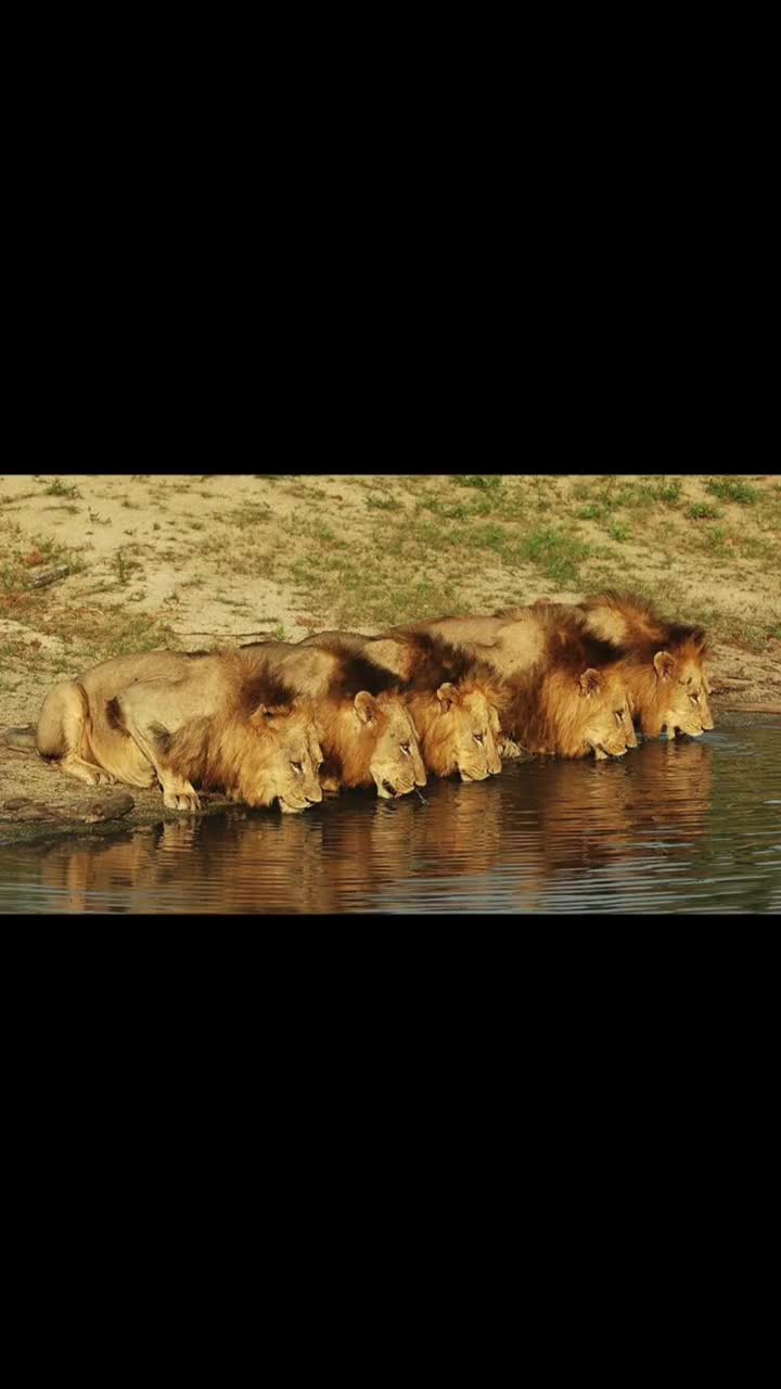 没有输,只有战死,这就是坏男孩联盟,再也看不到他们6兄弟了#坏男孩联