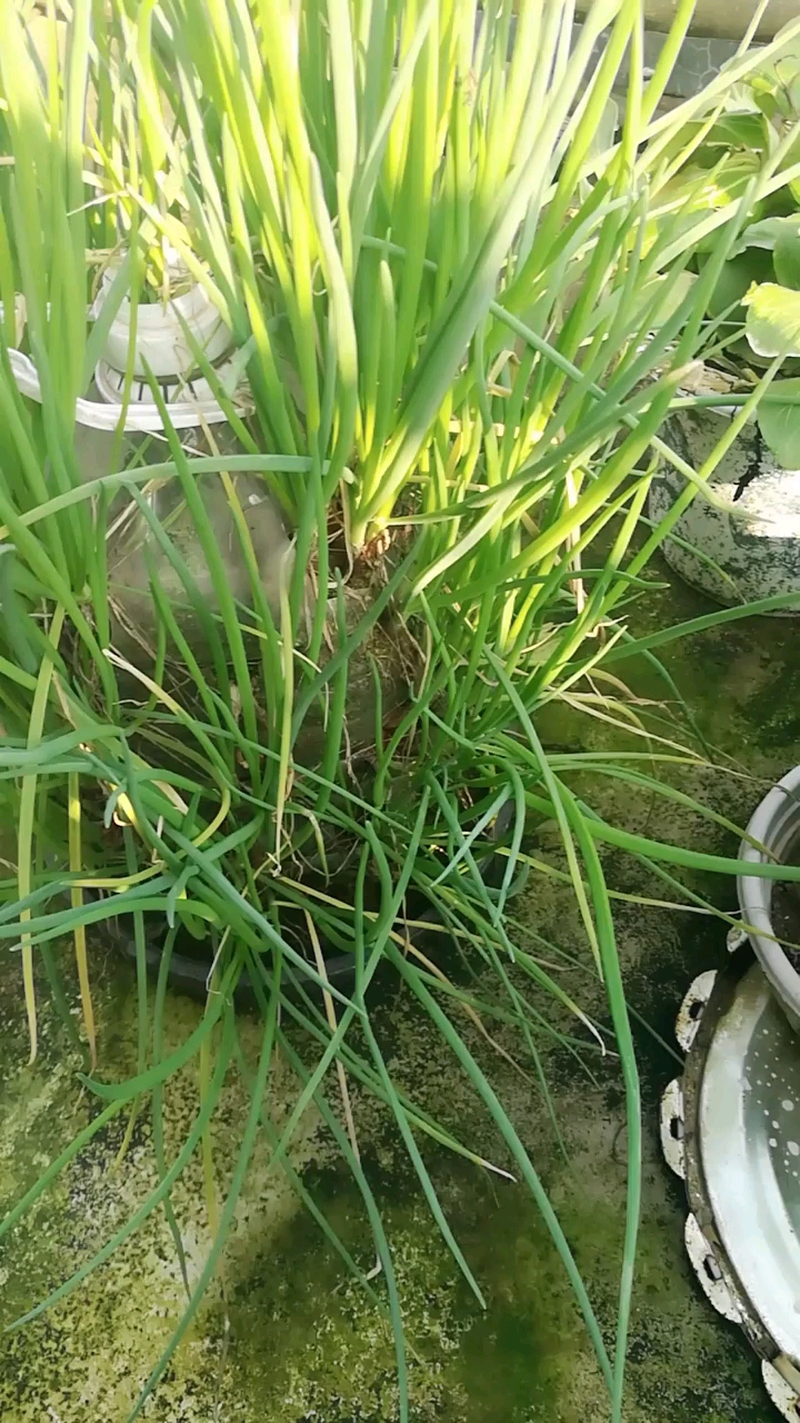 油桶里种葱,看看长的多好