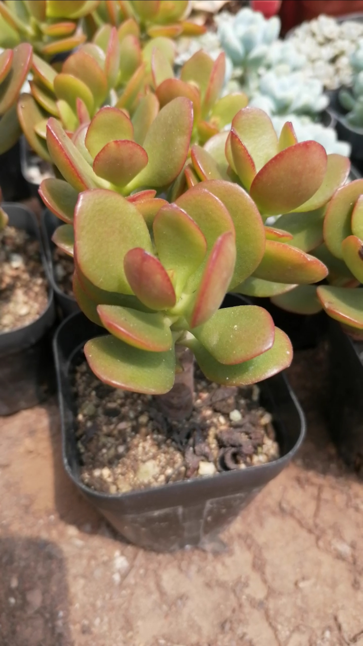 我的小花园#姬红花月,非常好养