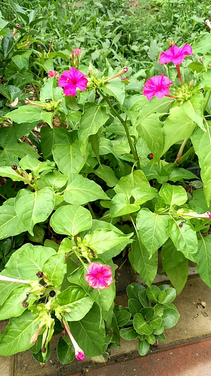 地雷花又叫晚饭花,小时候的回忆