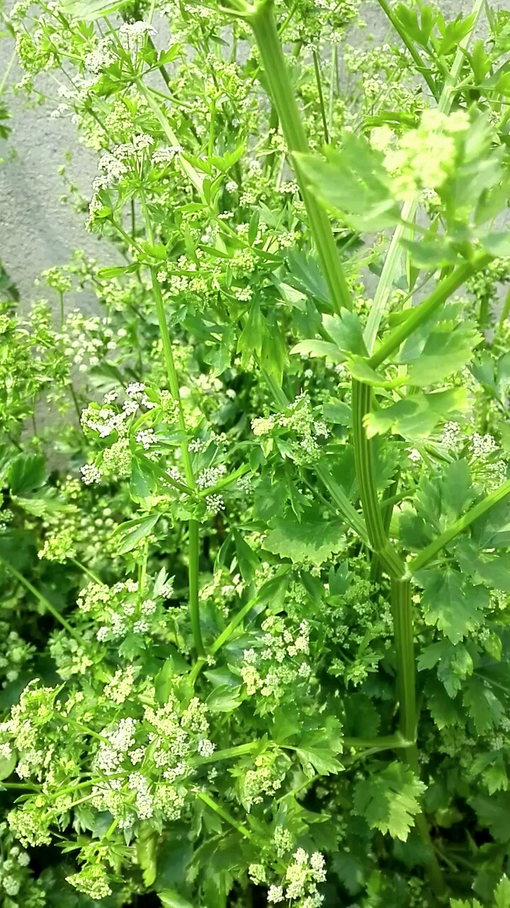 芹菜开花了