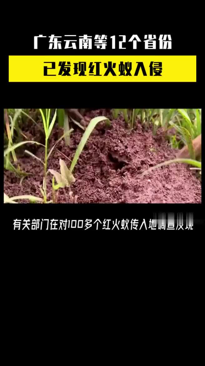 广东云南等12个省份已发现红火蚁入侵,红火蚁已传播至我国12个省份