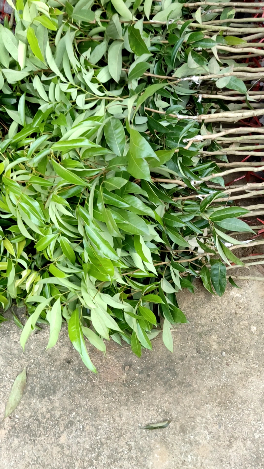 无核荔枝苗,叶色靓丽