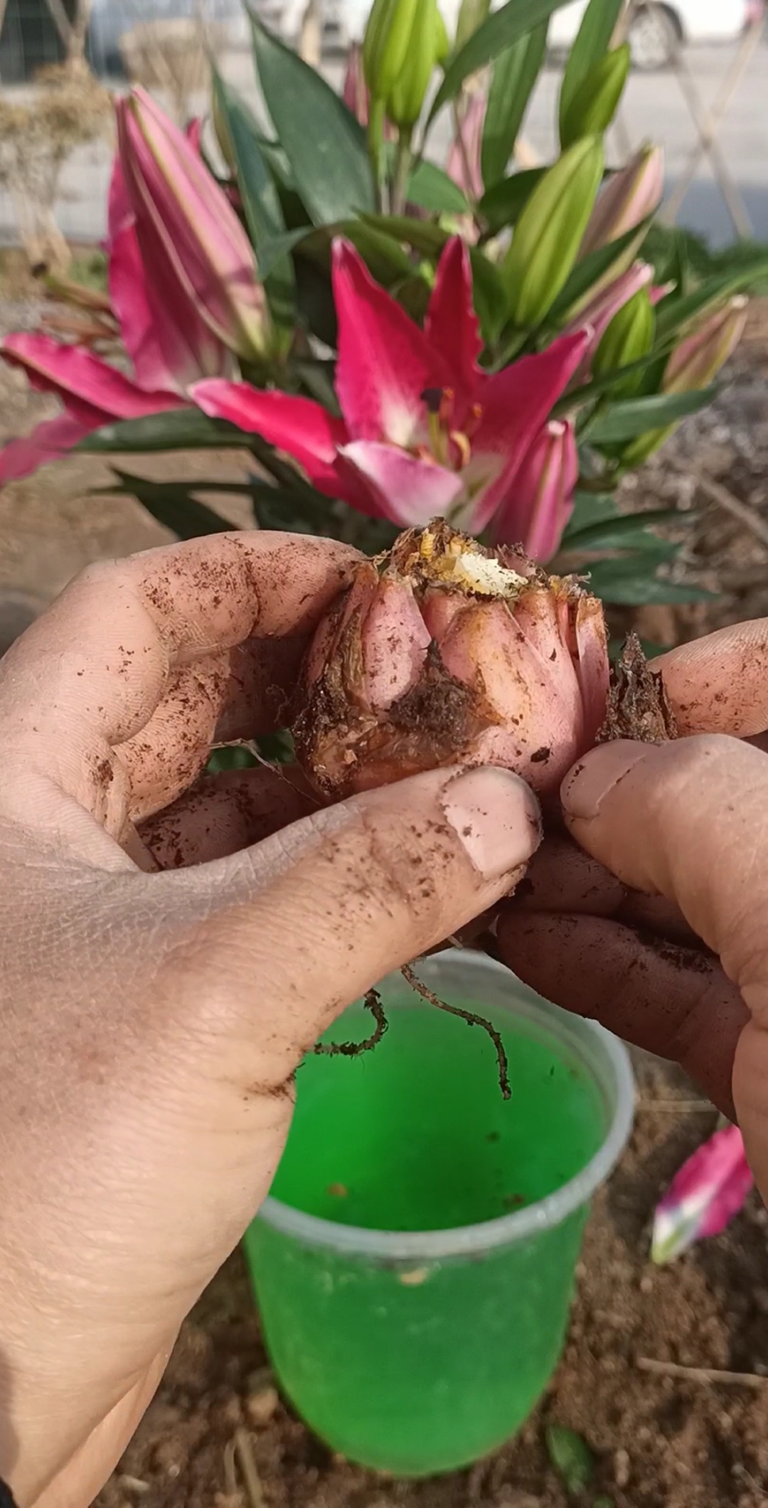 最潮劳动者#香水百合球片繁殖技巧,你怎么看?