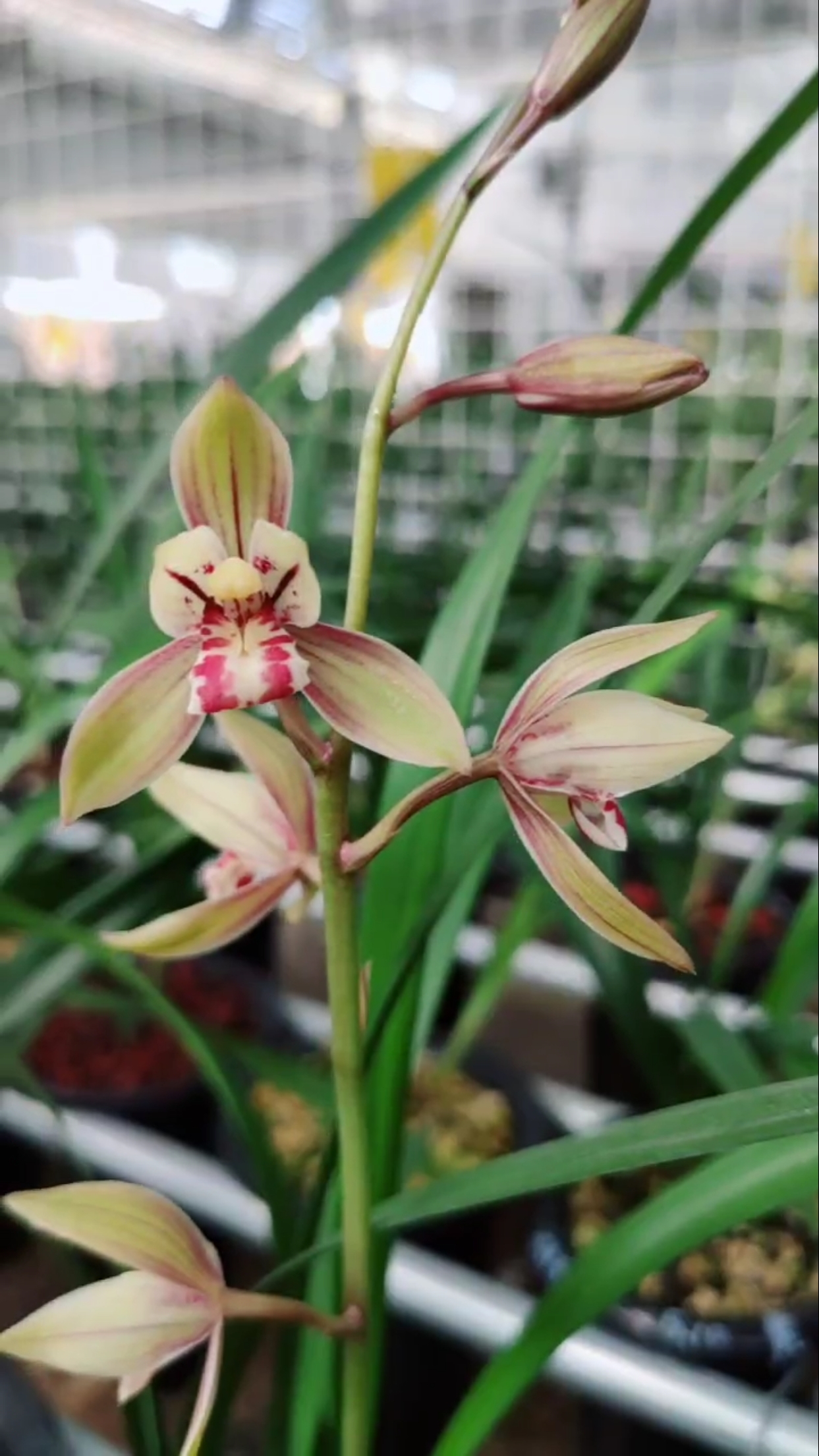 建兰玉如娇开花了,想看更多兰花视频双击加关注