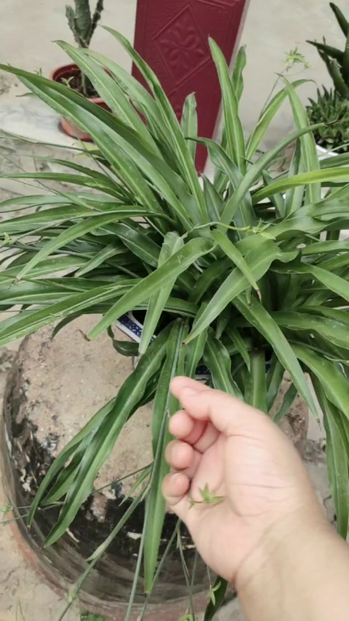 吊兰不抽藤,做3步,抽出几十条藤藤蔓蔓!