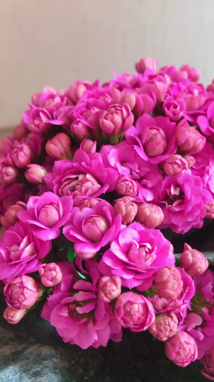 长寿花花语:长命百岁,幸福平安