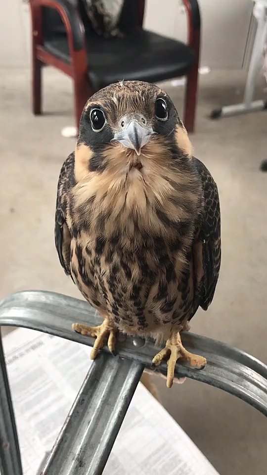 鸟精,好奇心重的鸟!萌萌哒