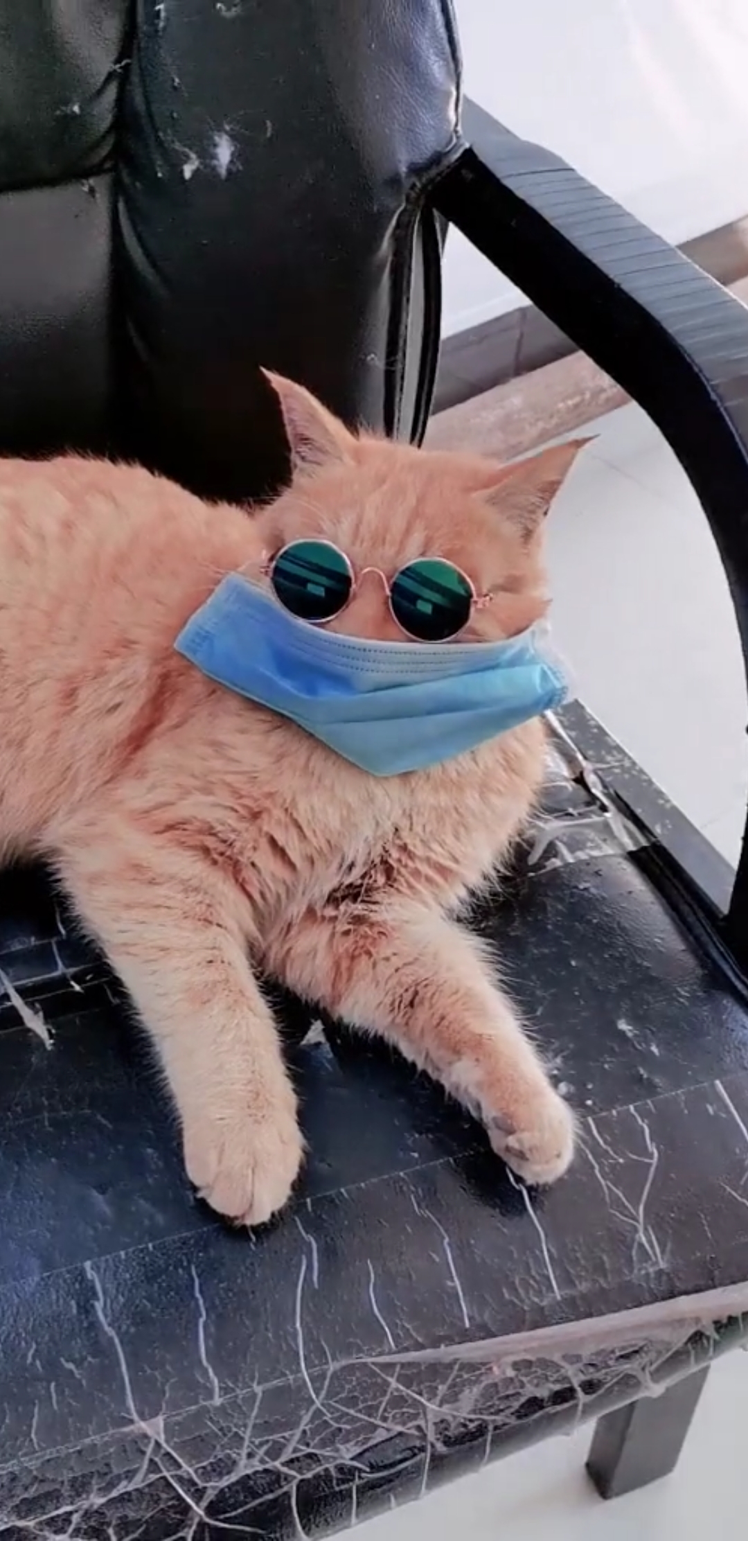 猫咪提醒戴口罩