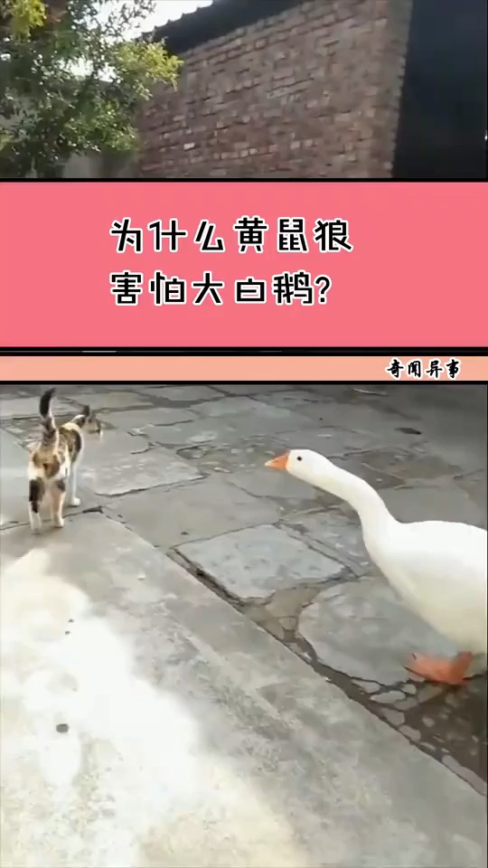 为什么黄鼠狼,害怕大白鹅?大白鹅不愧是村霸