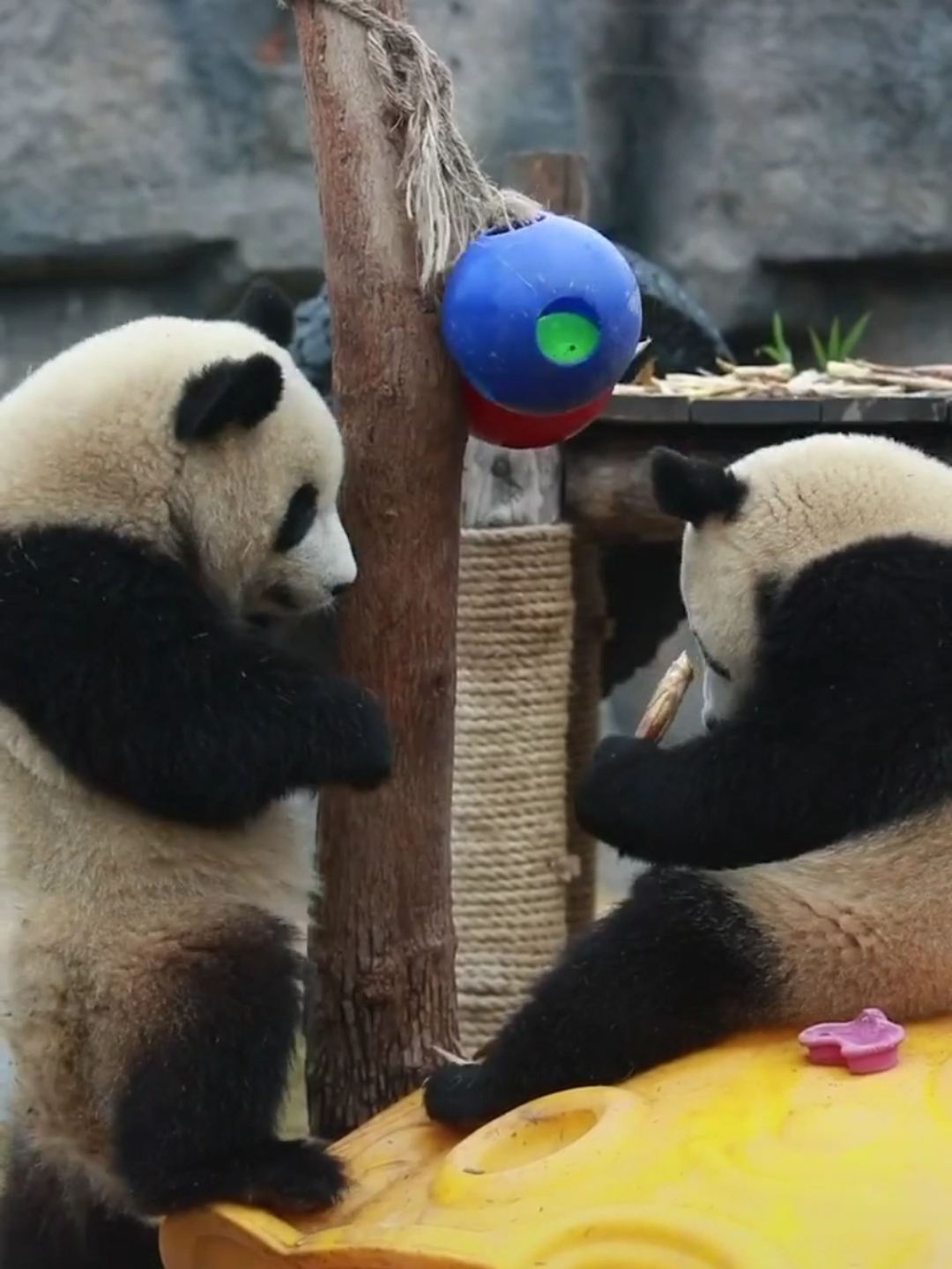 国宝熊猫#抢竹笋的动作很娴熟呀!一看就是惯犯