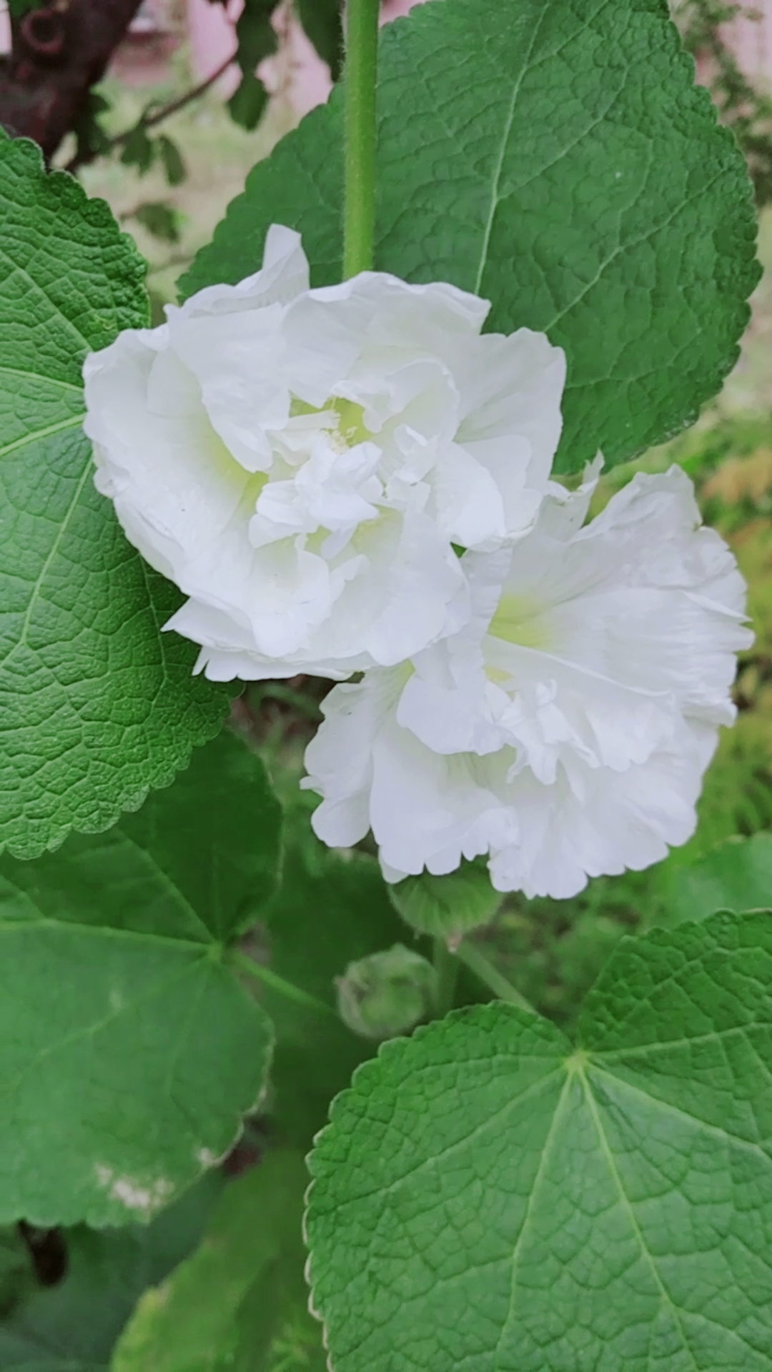 下雪了#梦一样的白色蜀葵