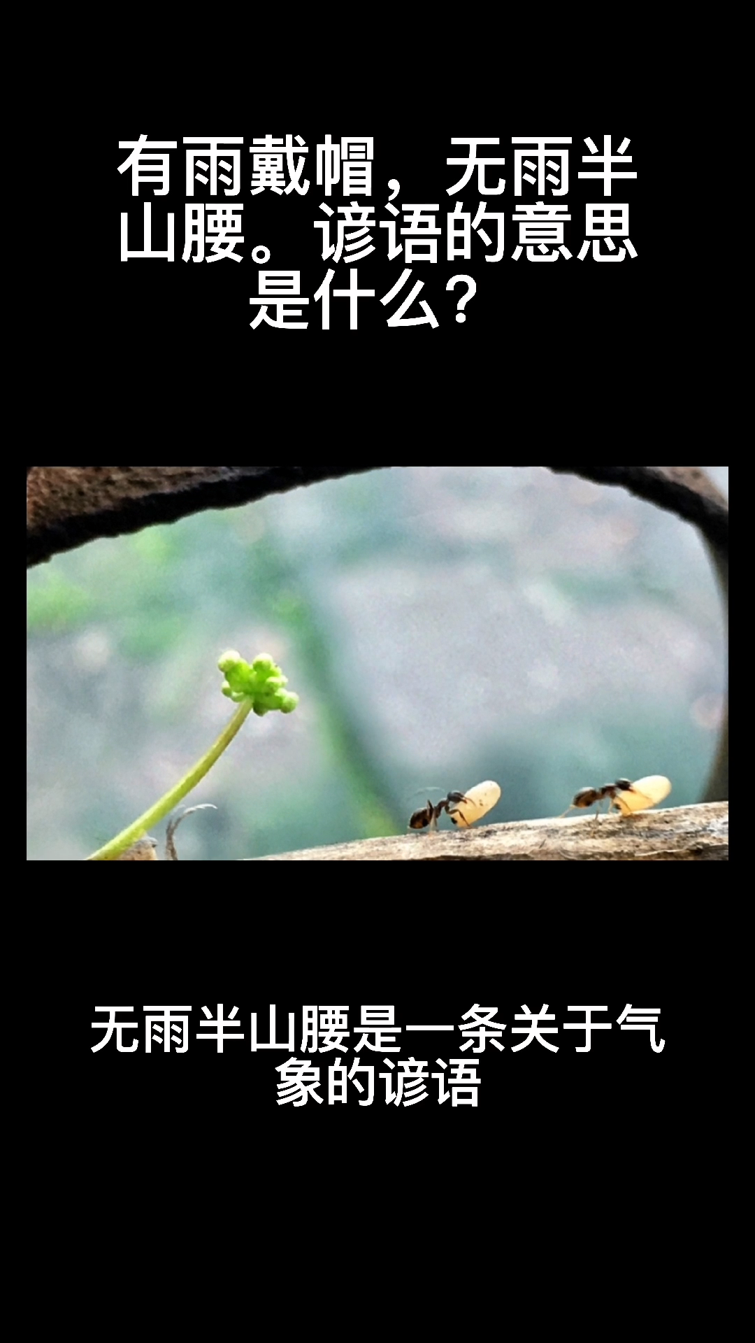 有雨山戴帽,无雨半山腰.谚语的意思是什么