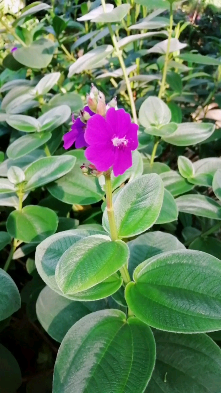 银毛野牡丹