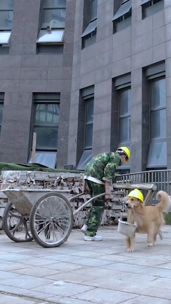 我家萌宠成精了#我家狗狗会在工地帮忙搬砖