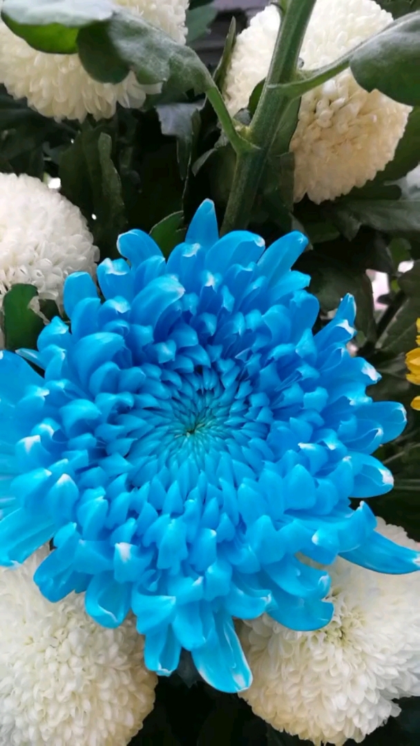 蓝色菊花图片大全唯美图片