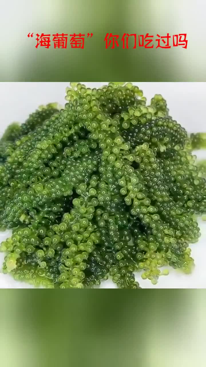 "海葡萄"你们吃过吗,咬下去在嘴里爆珠的感觉,让人停不下来!