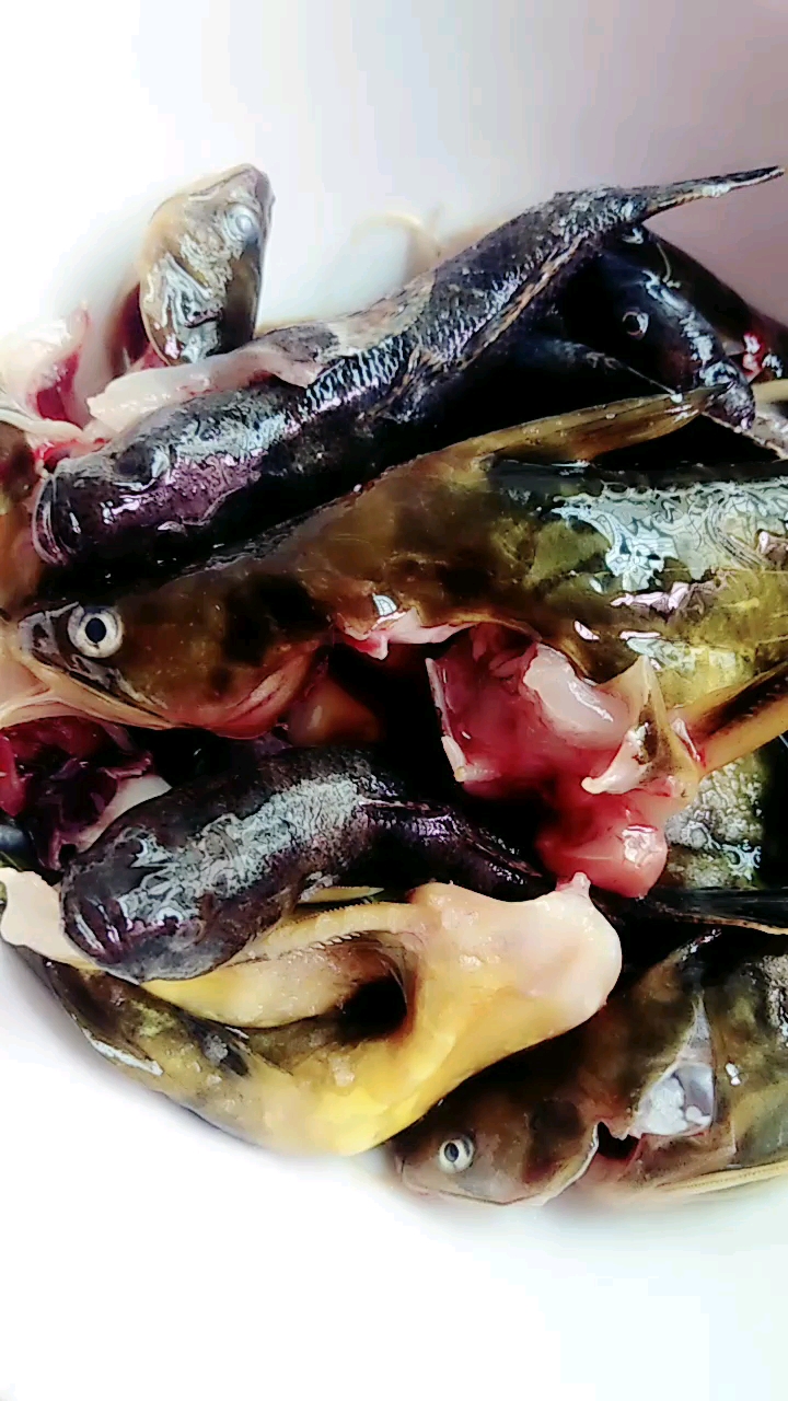 昨晚河里打捞的新鲜小黄鱼哦!