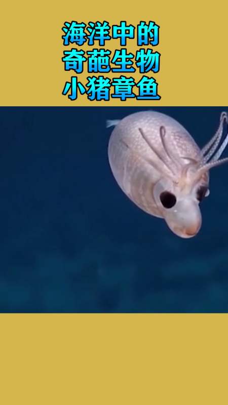 我要上热门#海洋世界,奇葩生物,小猪章鱼