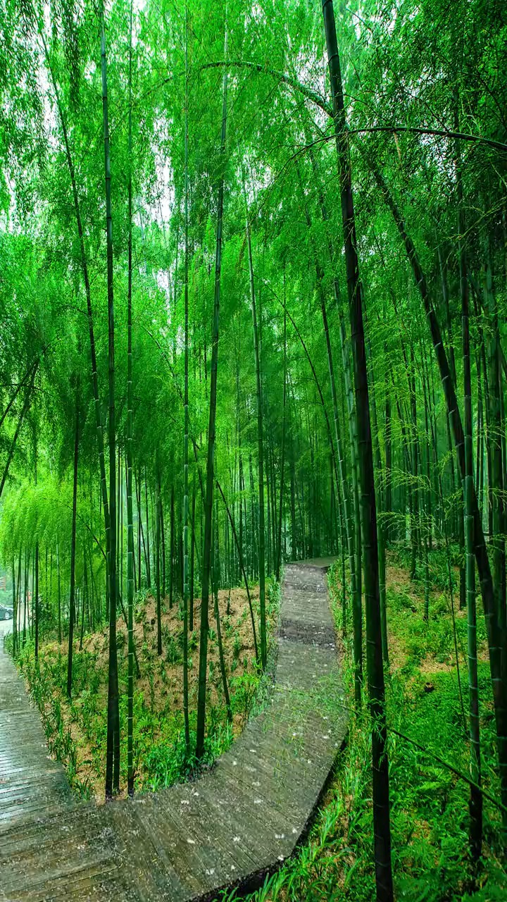 绿竹入幽径,青萝佛行衣,翠竹深处有人家,风景,听雨,竹林