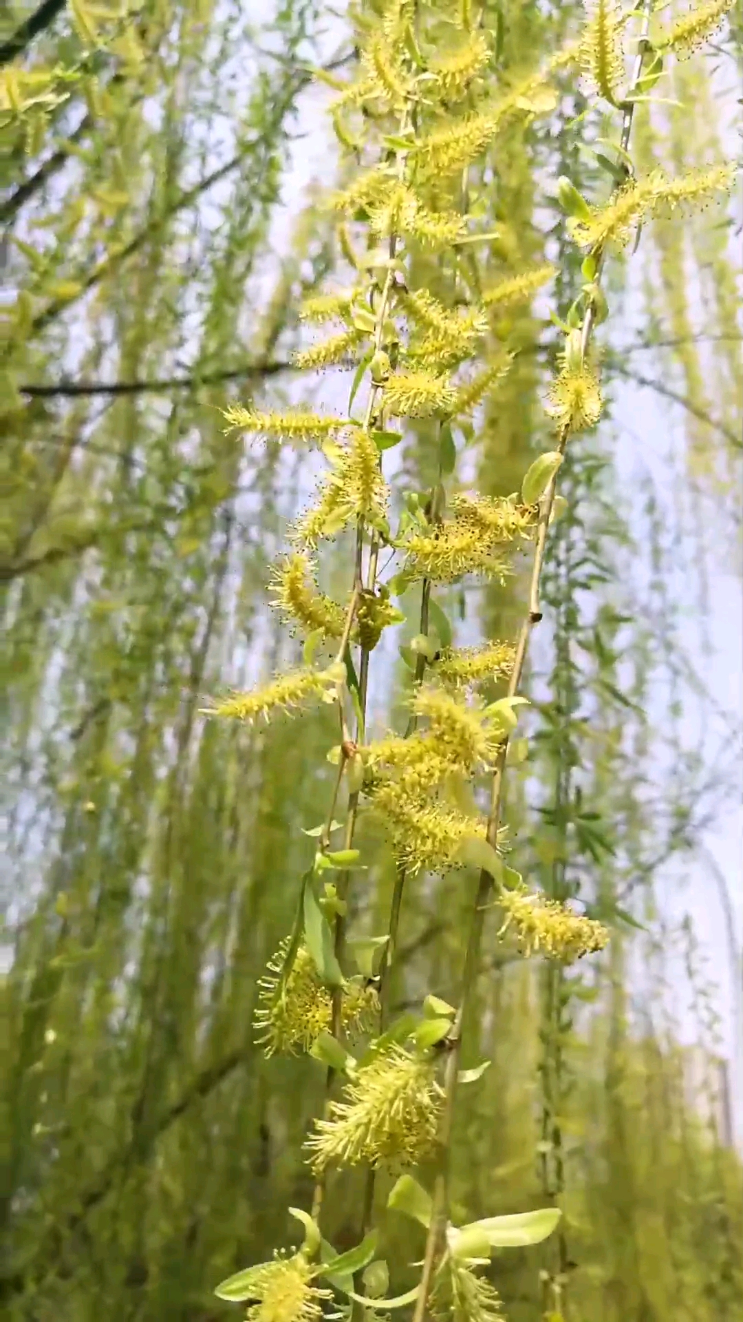 你笑起来像极了春天#风吹柳丝飘