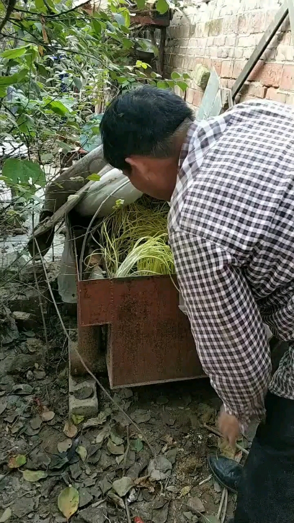 大衣哥真有才,车斗子里种菜,废物利用