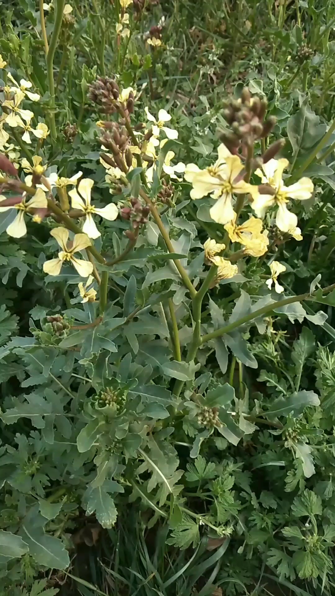 最美人间四月天#这是臭菜花,你那里叫啥?