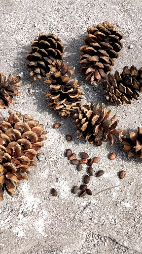 一边干活一边吃  刚采摘的松子  新鲜干净又美味  不知道会不会中毒